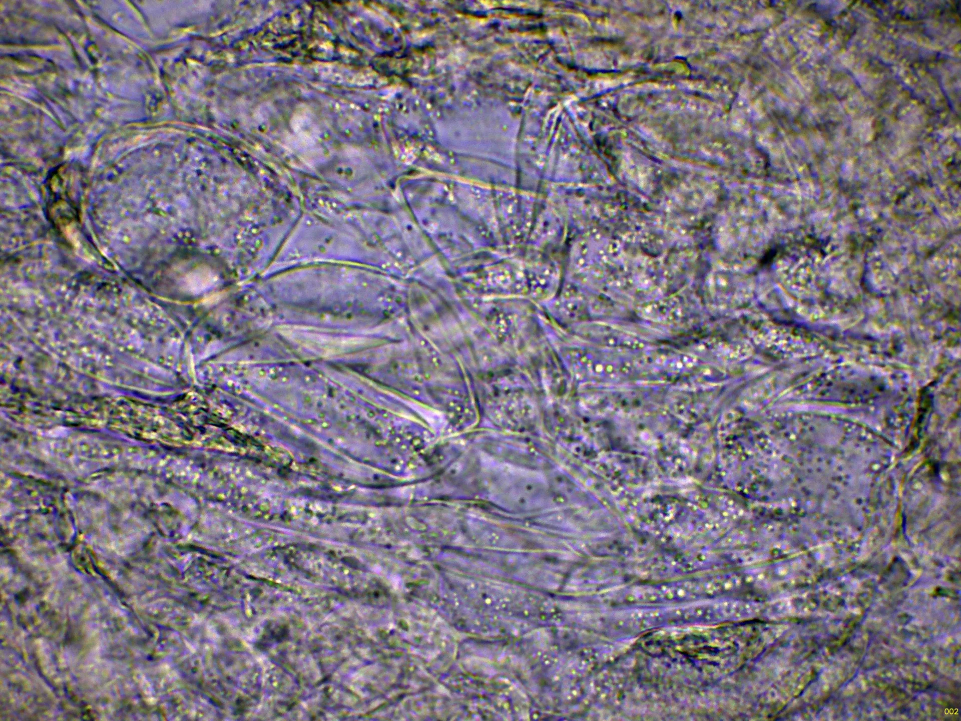 10 - Subpellis agua-002